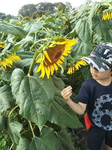 清瀬ひまわり 片肺エンジンのhappy Flighit Blog 清瀬ひまわり 片肺エンジンのhappy Flighit Blog