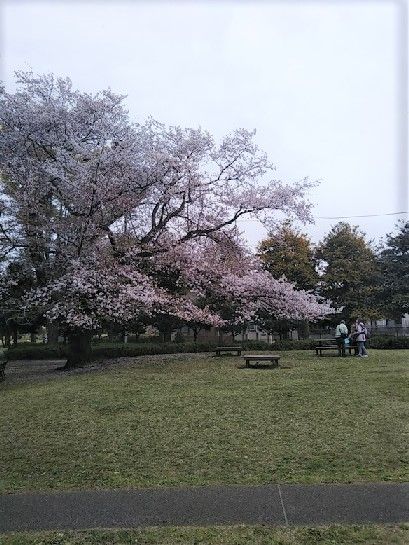 野川公園で残り桜 お花見と走り方教室 片肺エンジンのhappy Flighit Blog