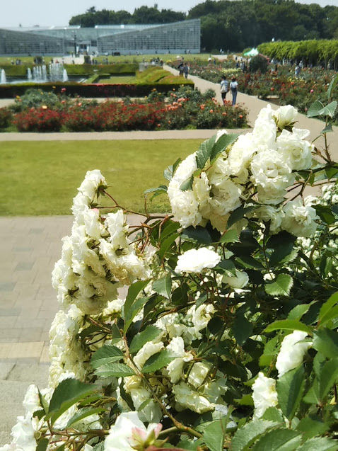 18 神代植物公園 春のバラフェスタ 片肺エンジンのhappy Flighit Blog 18 神代植物公園 春のバラフェスタ 片肺エンジンのhappy Flighit Blog