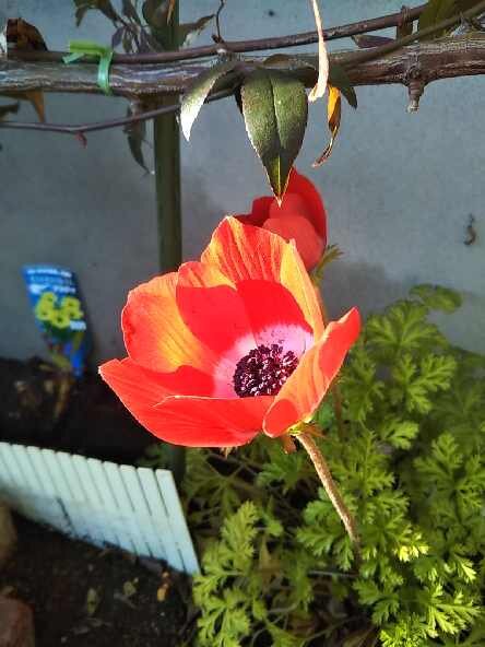 アネモネ 片肺エンジンのhappy Flighit Blog