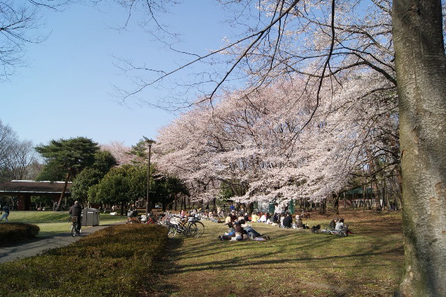 春うらら 野川公園の桜 片肺エンジンのhappy Flighit Blog