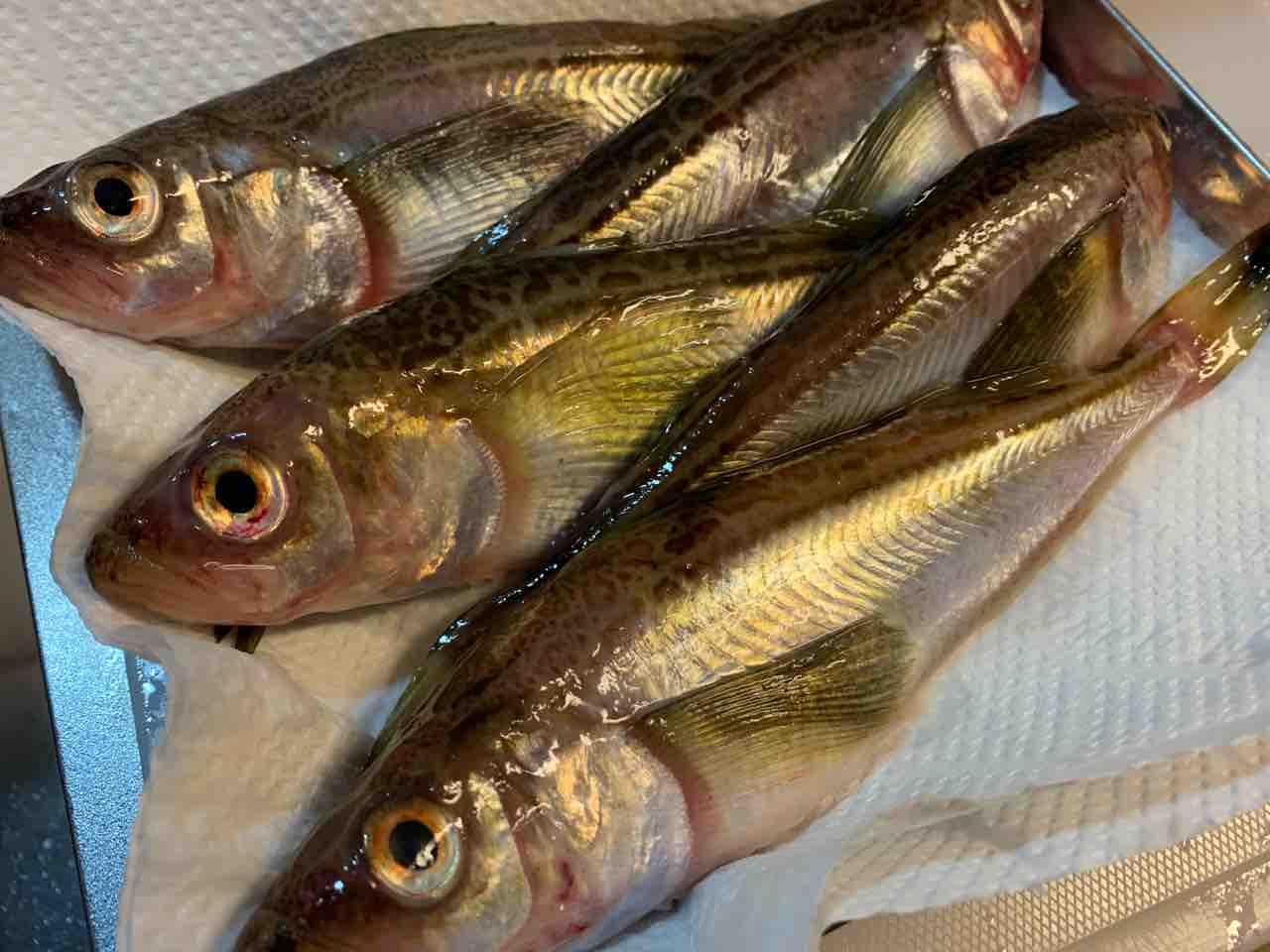 秋田県 ハタハタがピンチ 食と 東北と