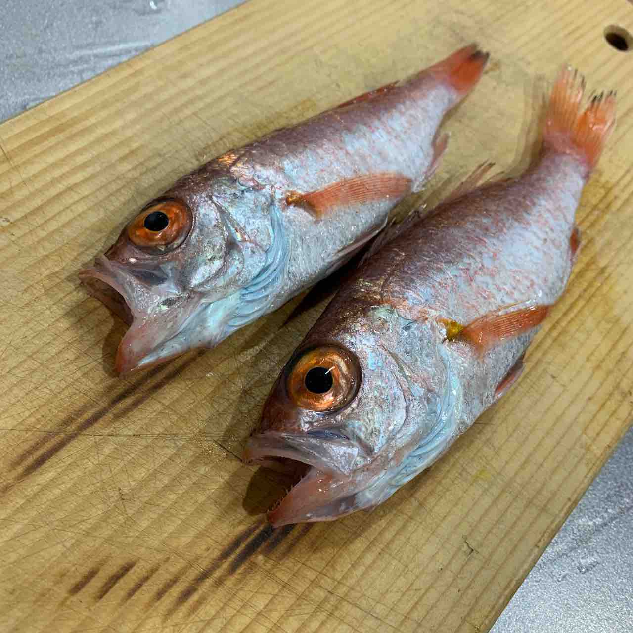 ノドグロ 秋田県産 あきたとさかな