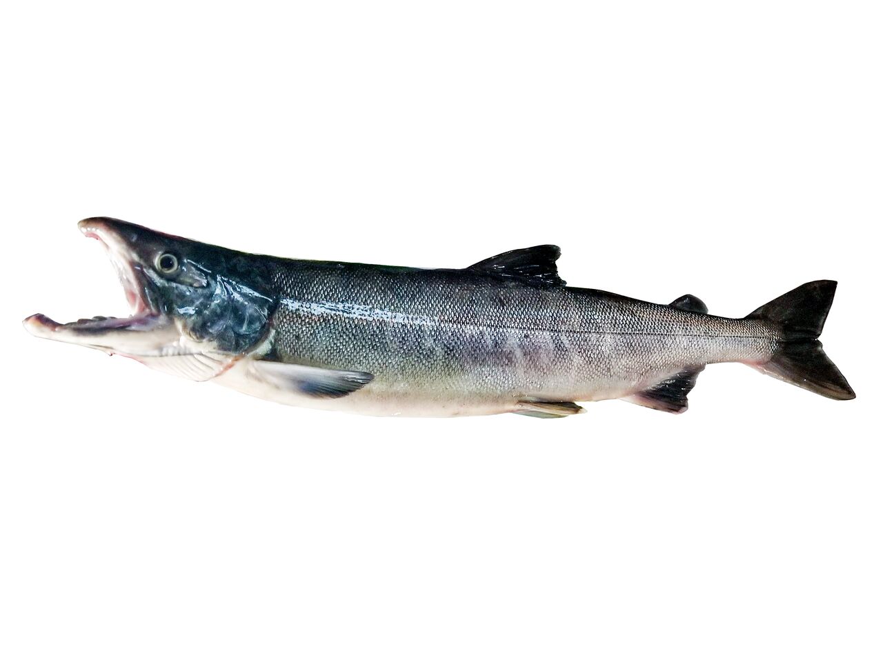 秋田のスーパーマーケット店員が教える魚料理 アトランティックサーモン あきたとさかな 秋田のスーパーマーケット店員が教える魚料理 アトランティックサーモン あきたとさかな