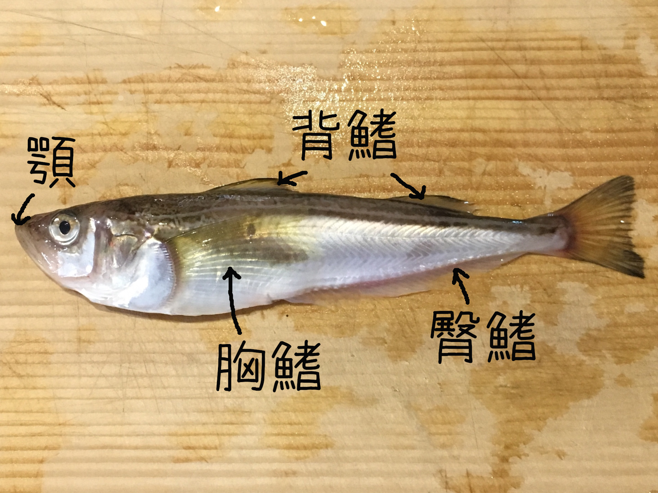 秋田の県魚 ハタハタを知る 基本情報編 あきたとさかな