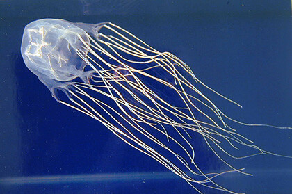 ハブクラゲ実物
