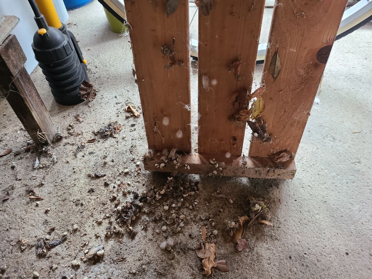 大量のダンゴムシの死骸画像有り ガレージと本棚 腹黒ひつじのゴミ屋敷脱却ブログ