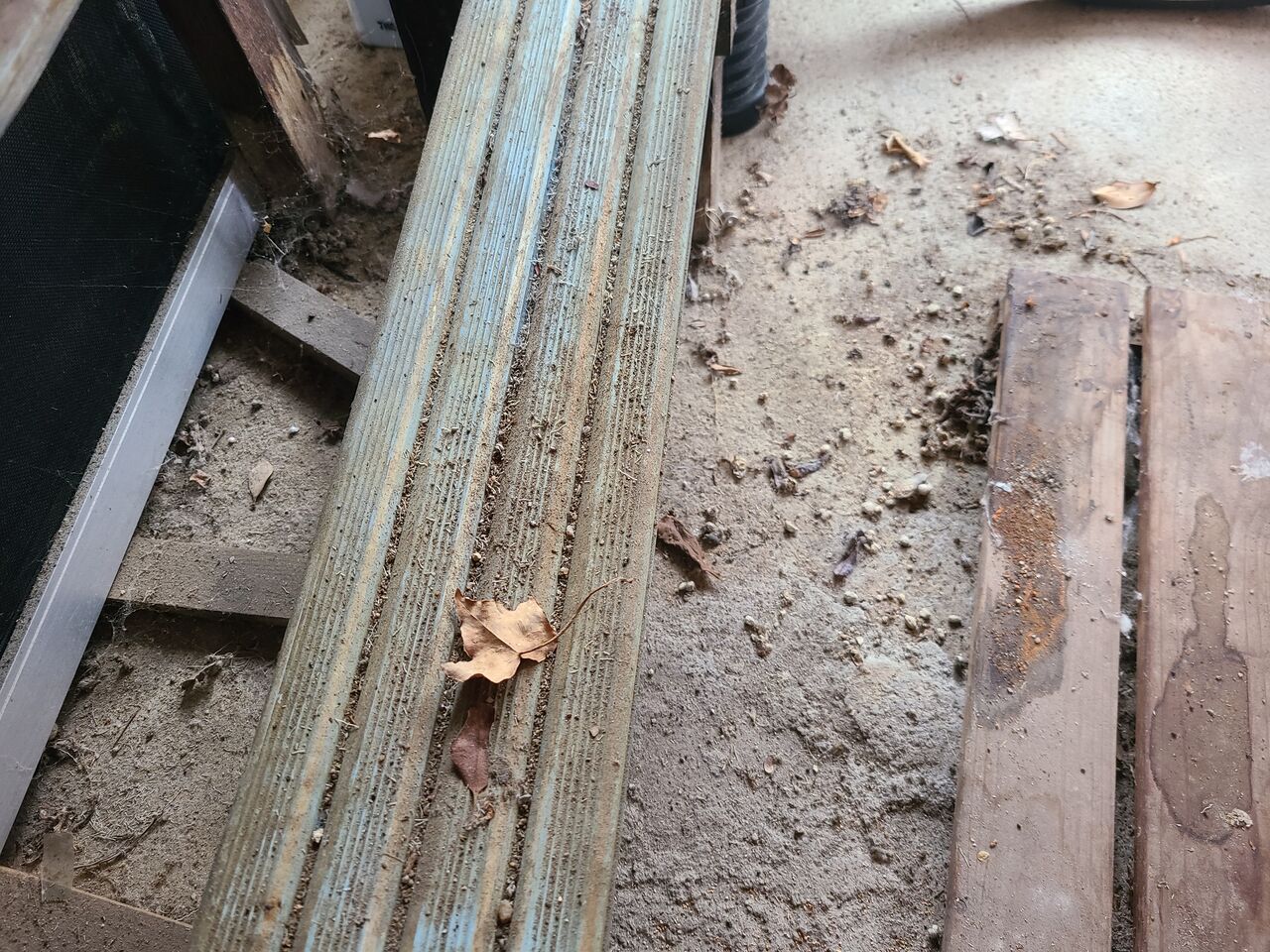 大量のダンゴムシの死骸画像有り ガレージと本棚 腹黒ひつじのゴミ屋敷脱却ブログ