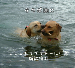 タウポ湖にて