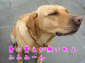 取調べクロエ1