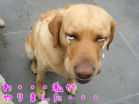 取調べクロエ2