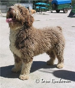 SpanishWaterDog