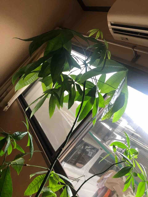 意外と簡単 パキラの剪定 氷海りおの部屋だ