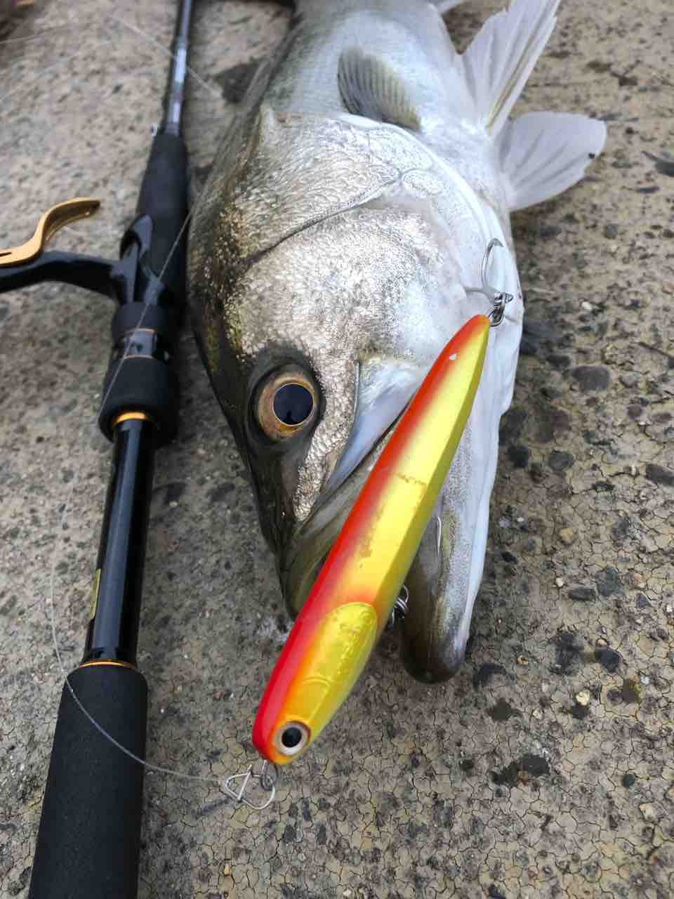 涸沼シーバス 近況 My Hobby Style 釣れない釣りは慣れてますpart2 涸沼シーバス 近況 My Hobby Style 釣れない釣りは慣れてますpart2