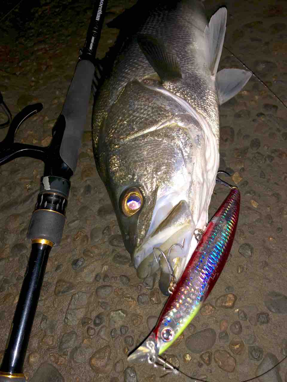 涸沼水系シーバス My Hobby Style 釣れない釣りは慣れてますpart2