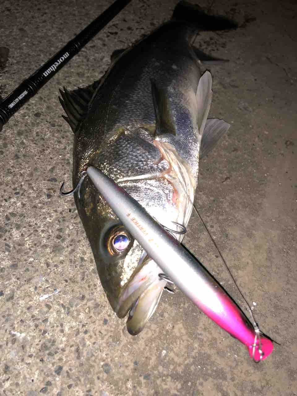 涸沼水系シーバス My Hobby Style 釣れない釣りは慣れてますpart2