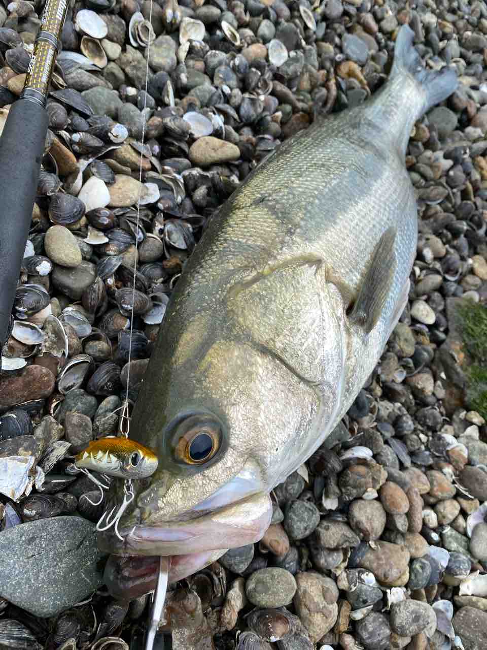 涸沼川ナイト デイシーバス My Hobby Style 釣れない釣りは慣れてますpart2