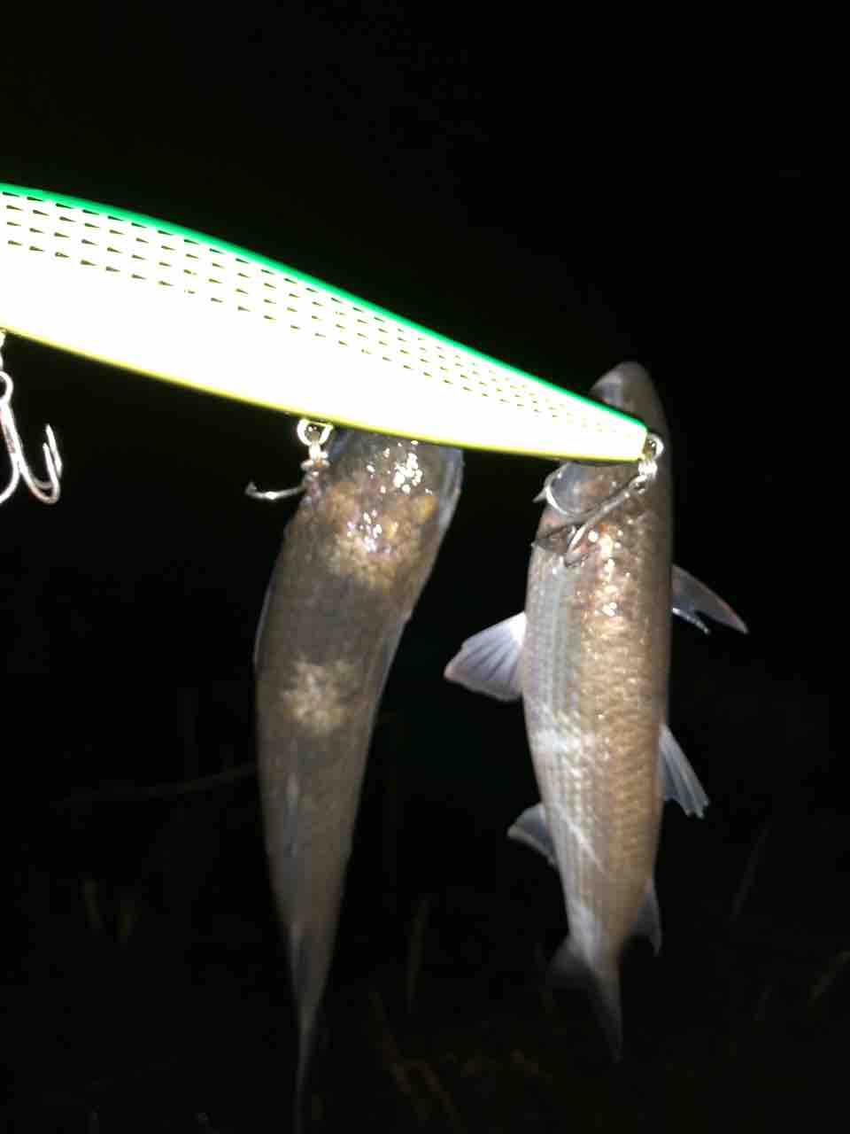 涸沼水系シーバス My Hobby Style 釣れない釣りは慣れてますpart2