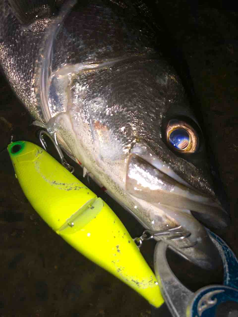 秋の涸沼シーバス My Hobby Style 釣れない釣りは慣れてますpart2