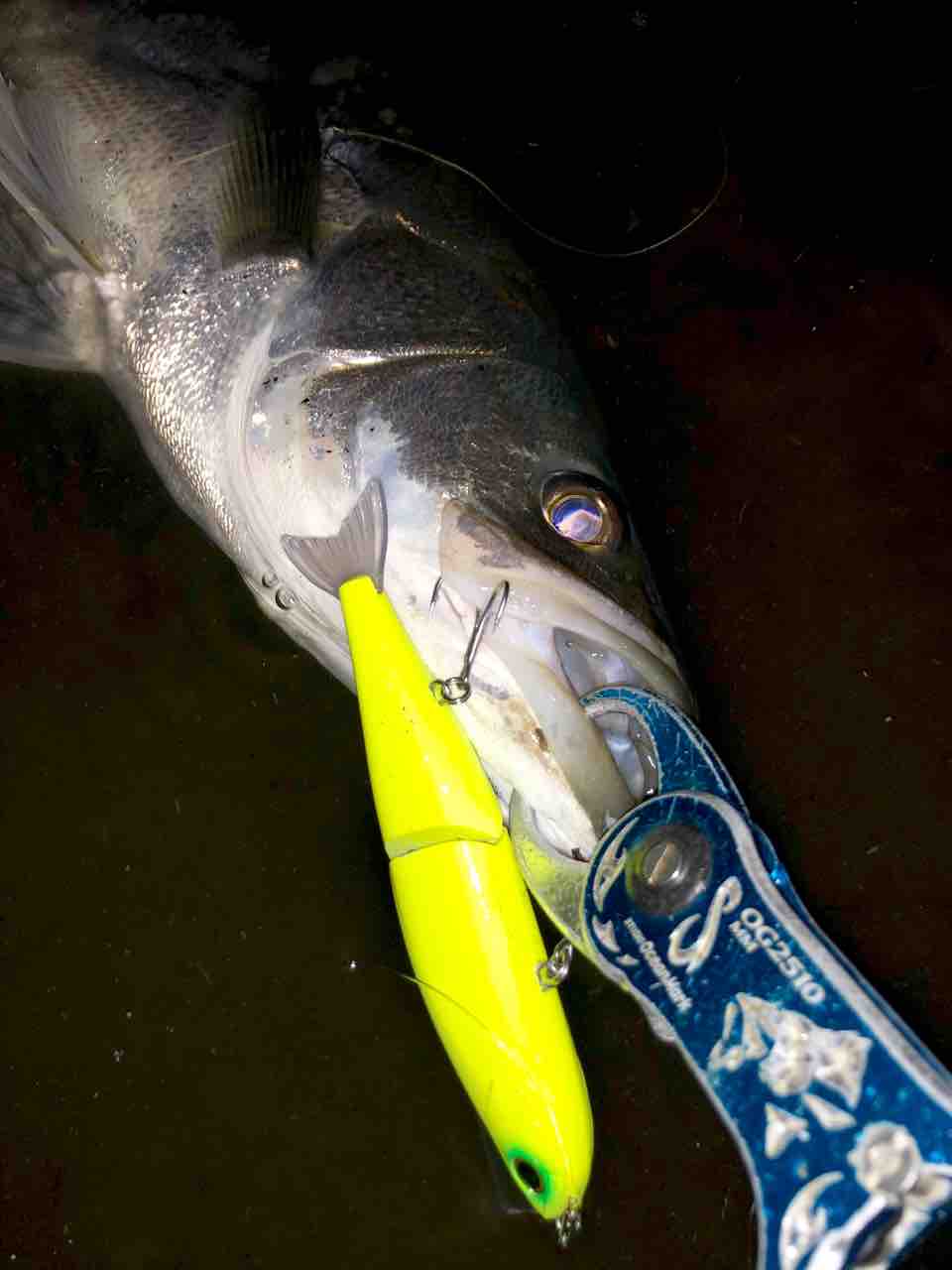 涸沼水系シーバス My Hobby Style 釣れない釣りは慣れてますpart2