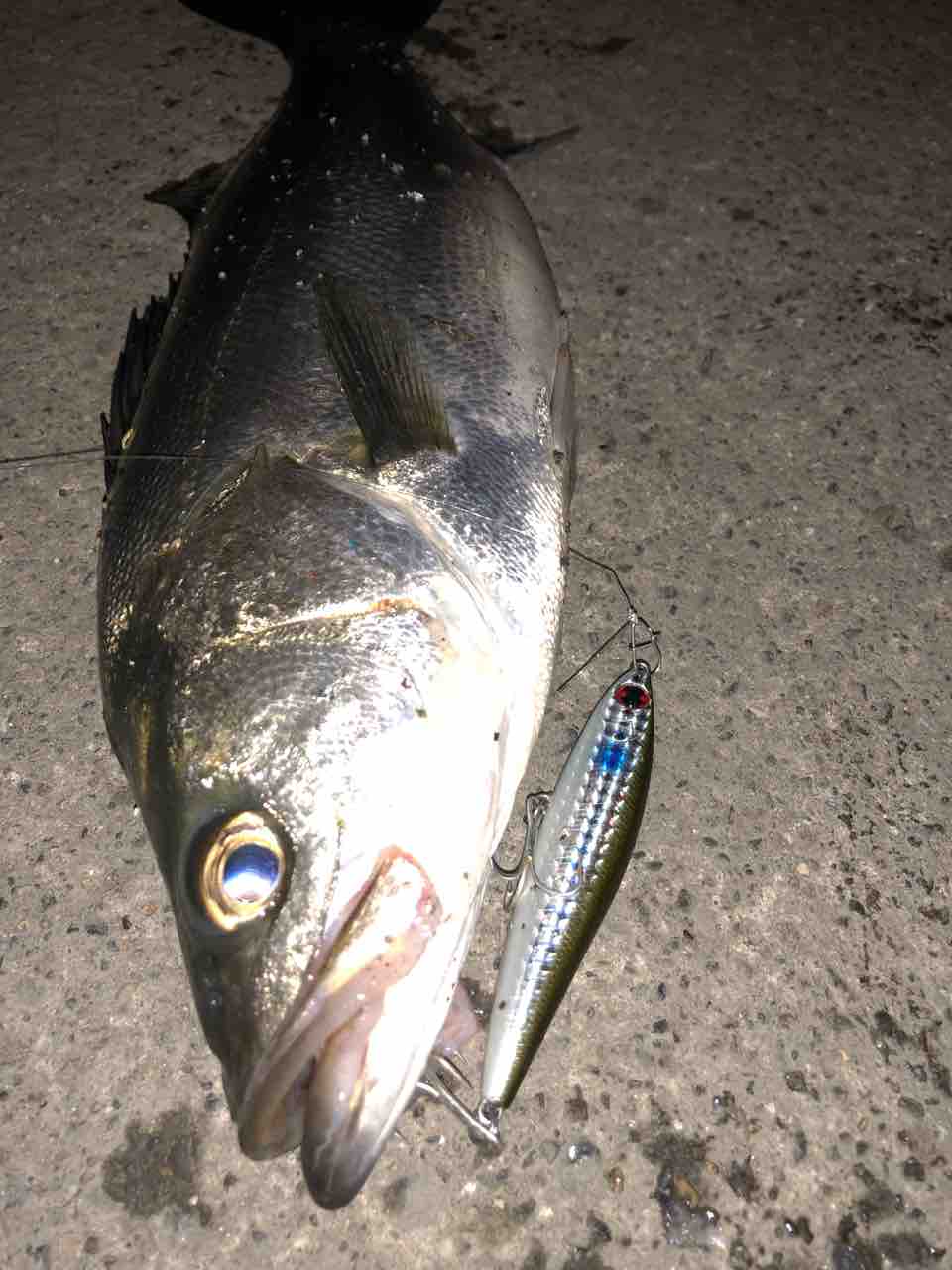 涸沼水系シーバス My Hobby Style 釣れない釣りは慣れてますpart2