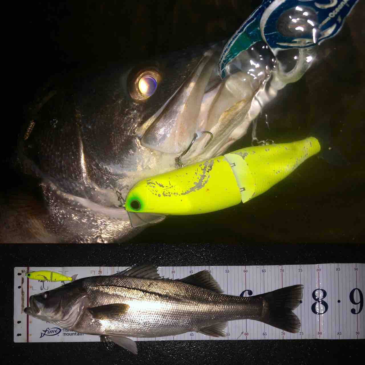 涸沼水系シーバス My Hobby Style 釣れない釣りは慣れてますpart2