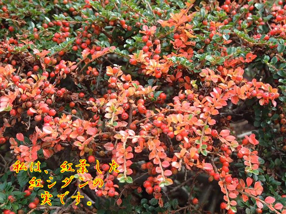 庭の紅シダンの実も色づいて来ました リクのブログ 家庭菜園 旅行 小鳥 花
