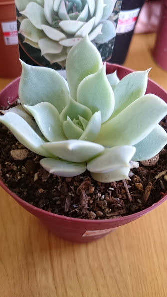 新入り多肉 ルスキア デレンベルギー アメチスチヌム ローラ スプリングワンダー 多肉初心者ひよっこの多肉植物栽培と趣味探しのブログ