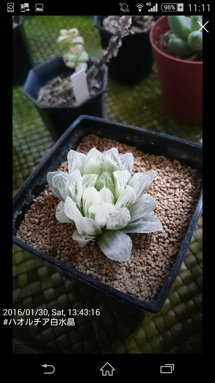 変わらない白水晶と芽吹く夕映え 多肉初心者ひよっこの多肉植物栽培と趣味探しのブログ