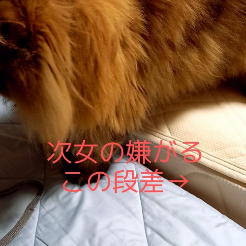 Picsart_22-05-08_19-41-58-190