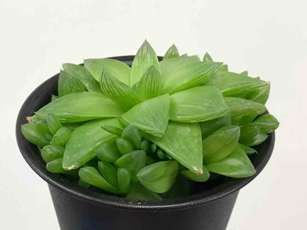 シンビフォルミス の株分けと植え替え 拝啓アーケプラスチダさま