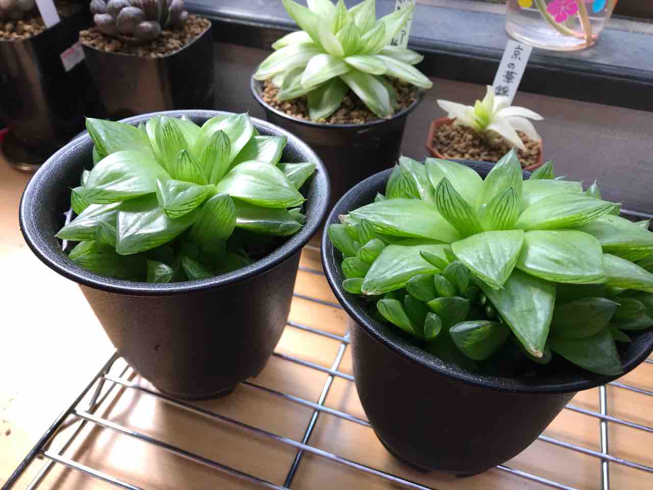 シンビフォルミス の株分けと植え替え 拝啓アーケプラスチダさま