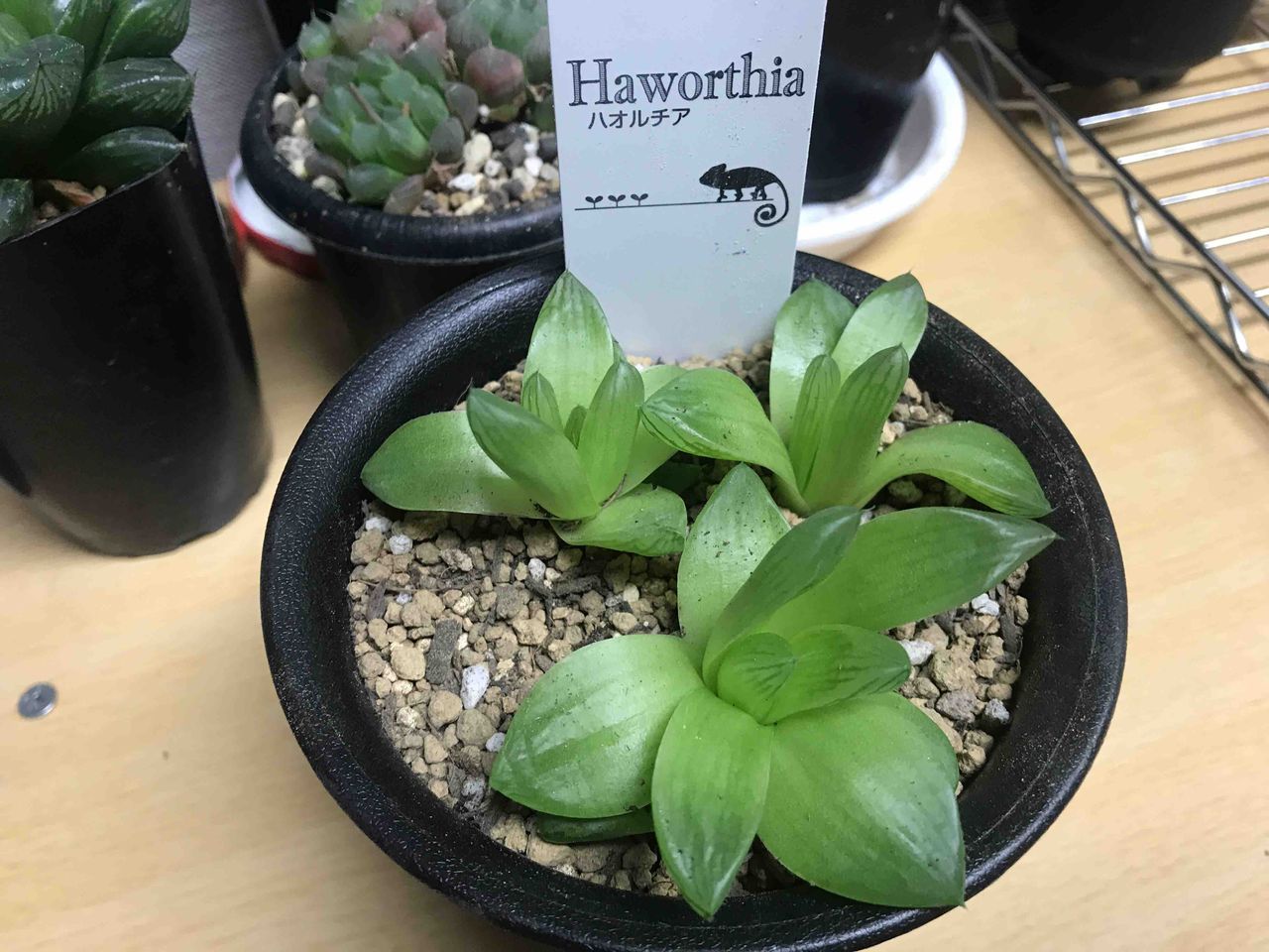 シンビフォルミス の株分けと植え替え 拝啓アーケプラスチダさま
