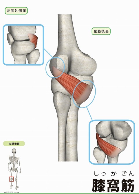 0760膝窩筋N