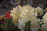 ippan_08