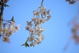 hana001