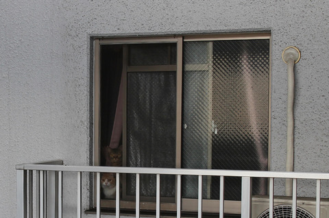 1504-cats-greet-in-the-window-6