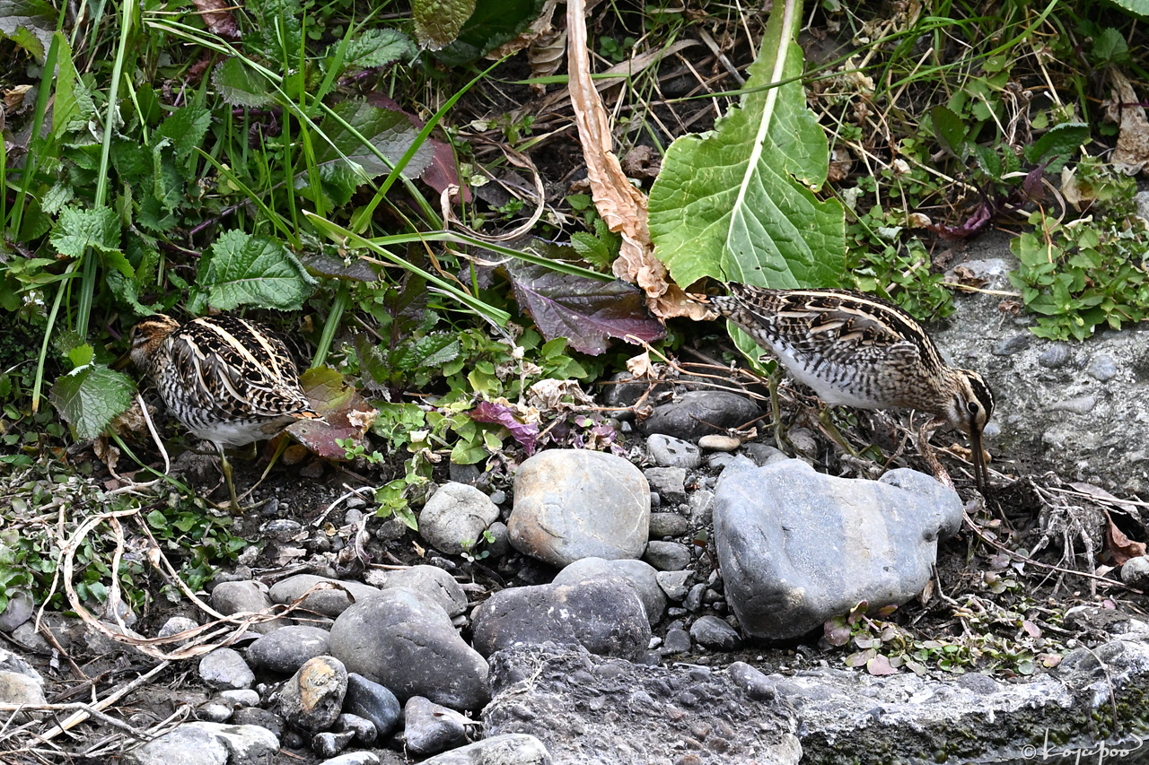 260128X-617x1280 ����