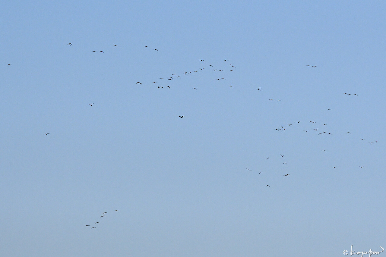 260112X-212x1280 ¿�����и�¦ �����襷���⤫