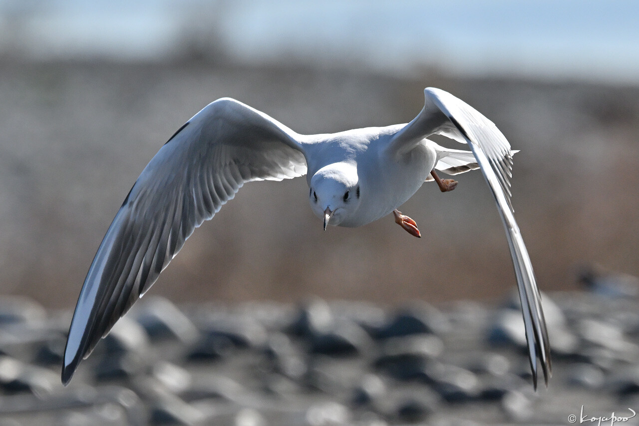 260116X-1203x1280 ��ꥫ���