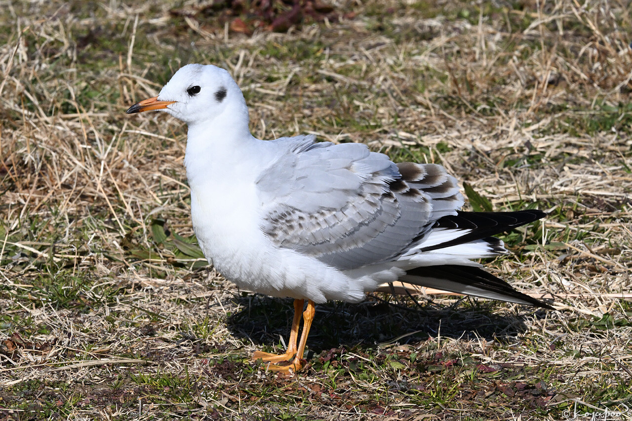 260116X-1327x1280 ��ꥫ���