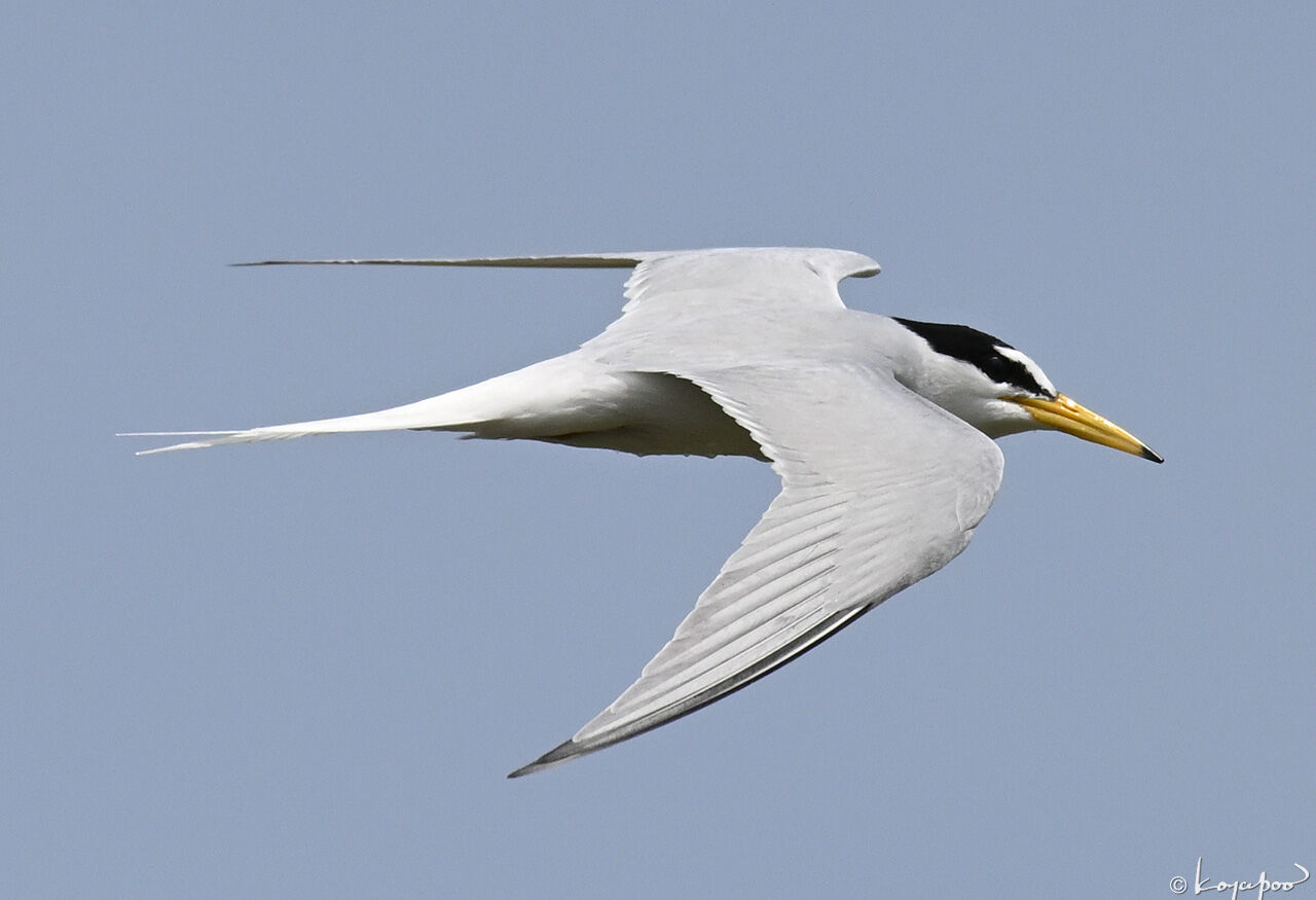 獲物を狙う多摩川のコアジサシ コアジサシ 003 ベランダの訪問者たち