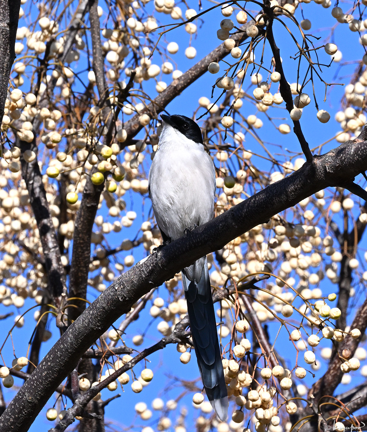 260123X-273x1280 ���ʥ�