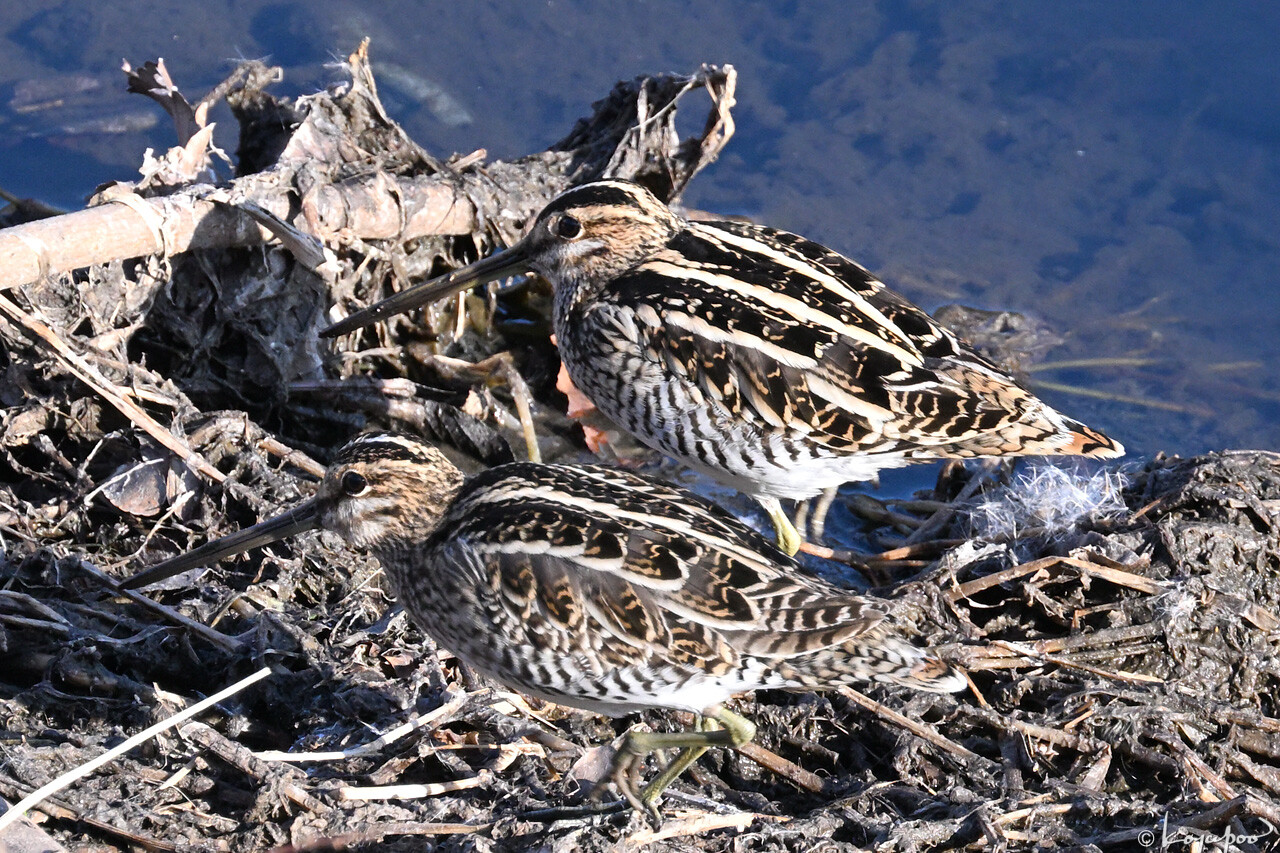 260113X-068x1280 ���� ������