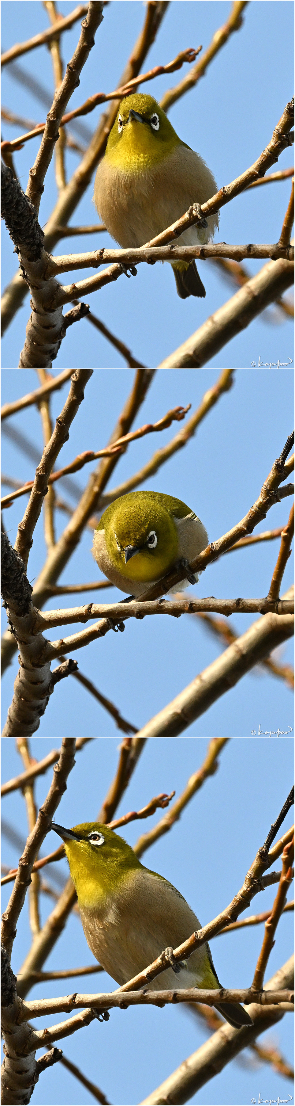 260115X-1170�᥸��3���� ¿�����и�¦