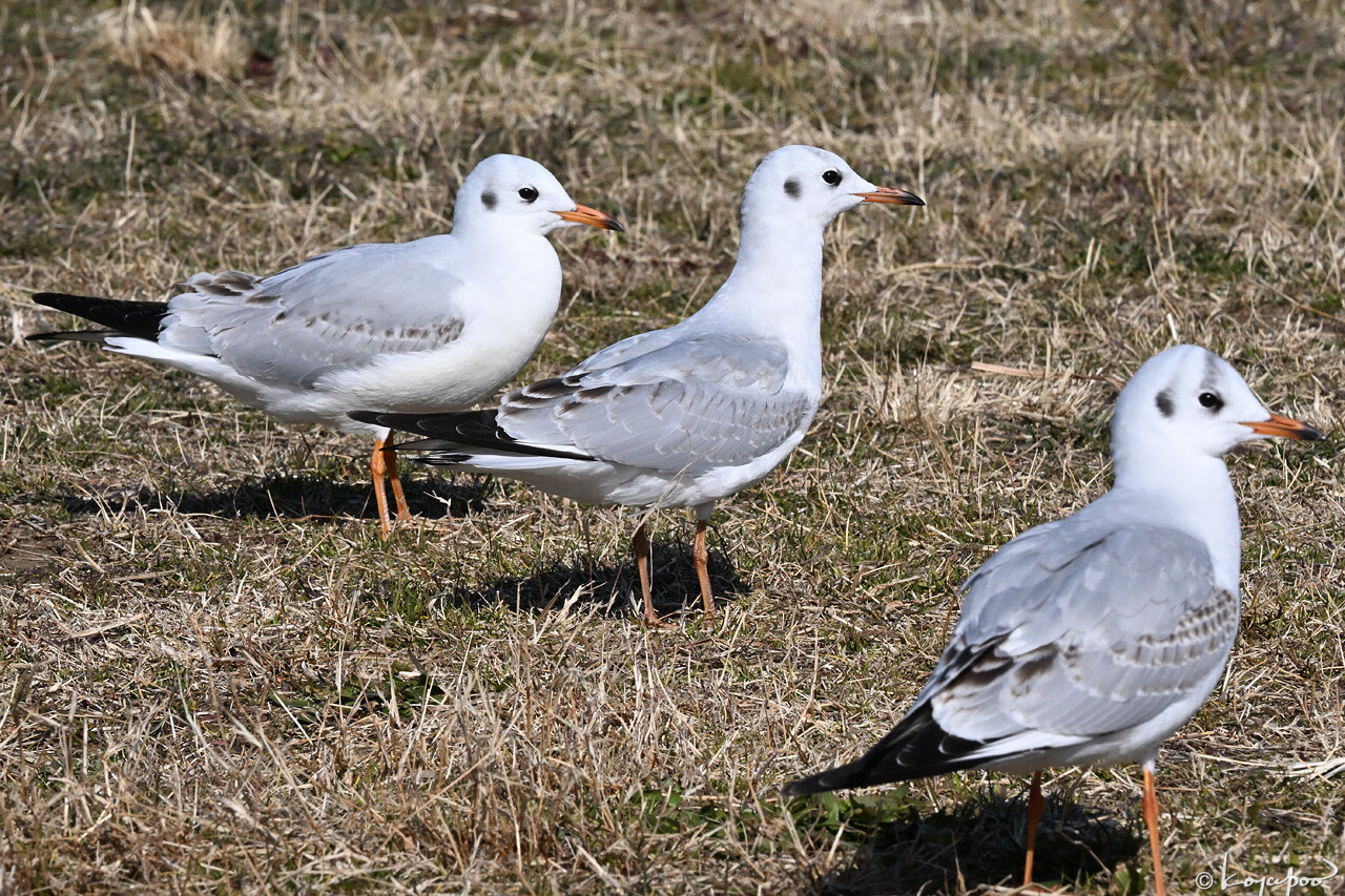 260116X-1501x1280 ��ꥫ���