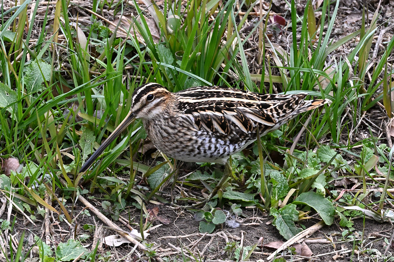 260128X-287x1280 ����