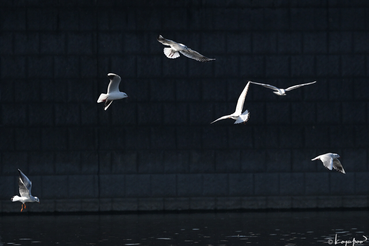 260116X-572x1280 ��ꥫ���