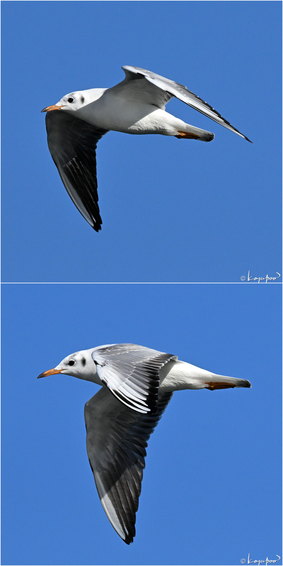 260108X-769��ꥫ���2���� ¿�����и�¦