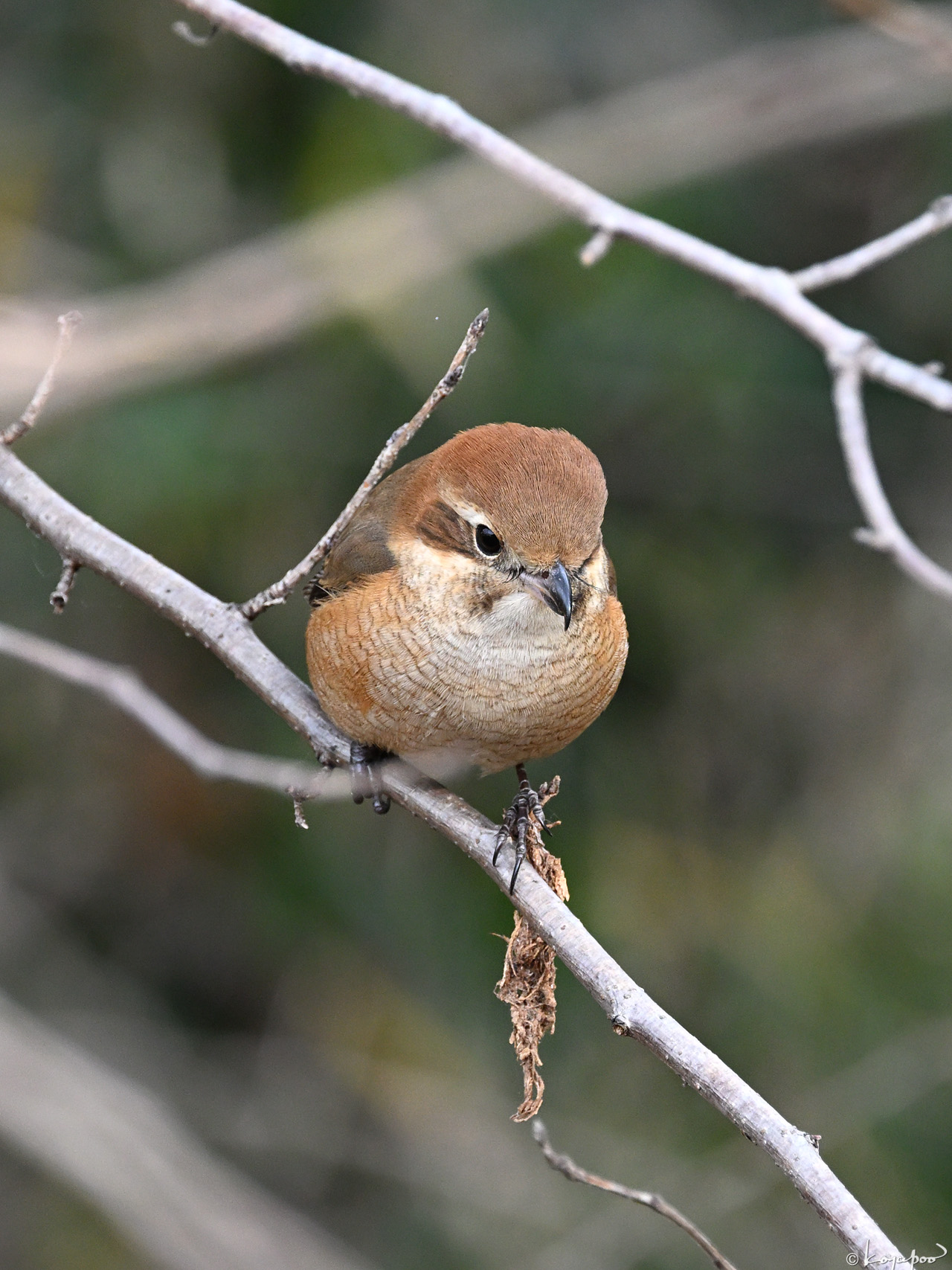 260105X-1334x1280 ¿�����и�¦ �⥺